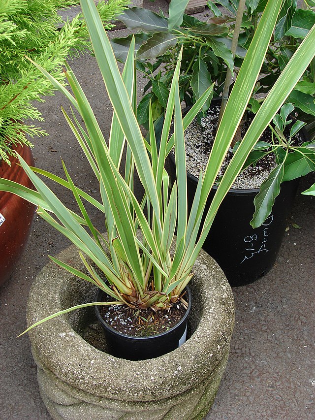PHORMIUM Tricolor   40/50  3L