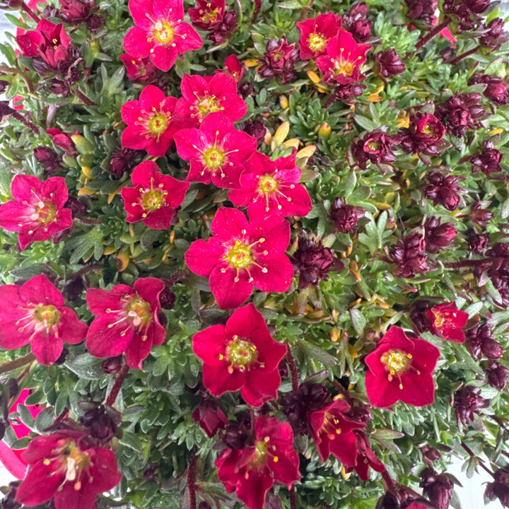 Saxifraga   Peter Pan