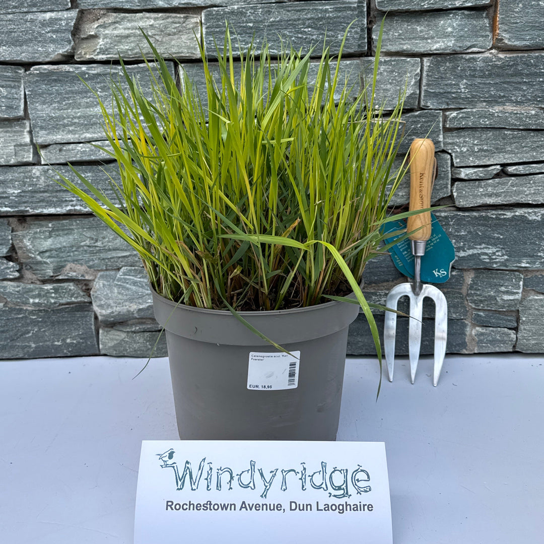 Calamagrostis Acut. 'Karl Foerster' 30-40 Cm. - Herbaceous - Windyridge Garden Centre
