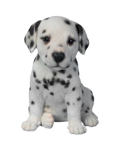 PP Dalmatian Puppy F