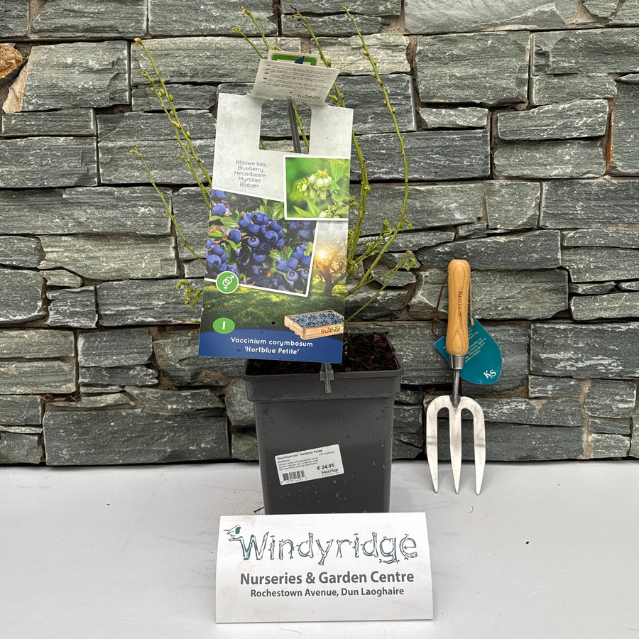 Vaccinium Cor. 'Hortblue Petite' 5 Ltr, Square Pot - Grow Your Own - Windyridge Garden Centre