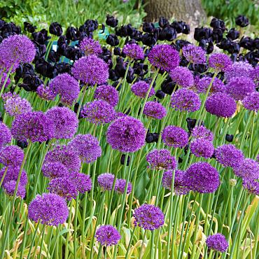 ALLIUM PURPLE SENSATION 18