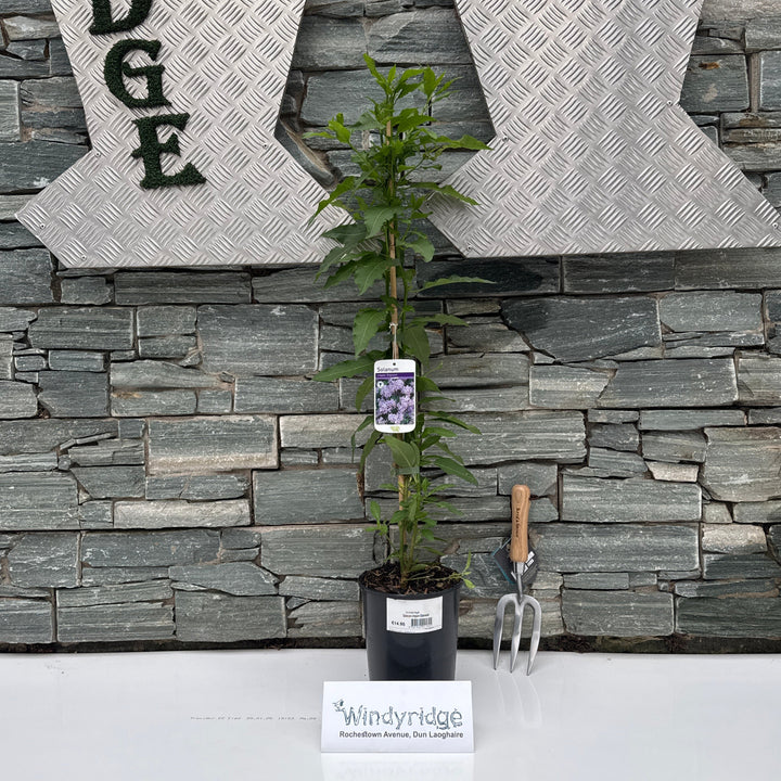 Solanum Crispum glasnevin