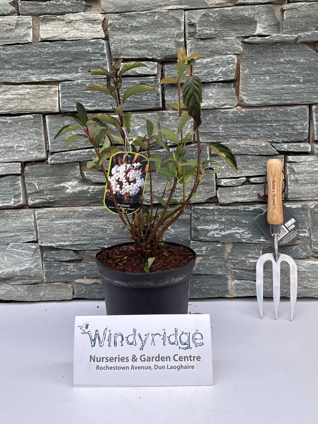 Viburnum farreri December Dwarf