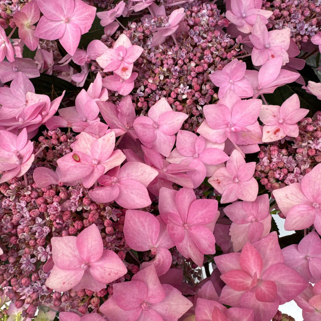 HYDRANGEA serr. Frozen Smoothie Pink