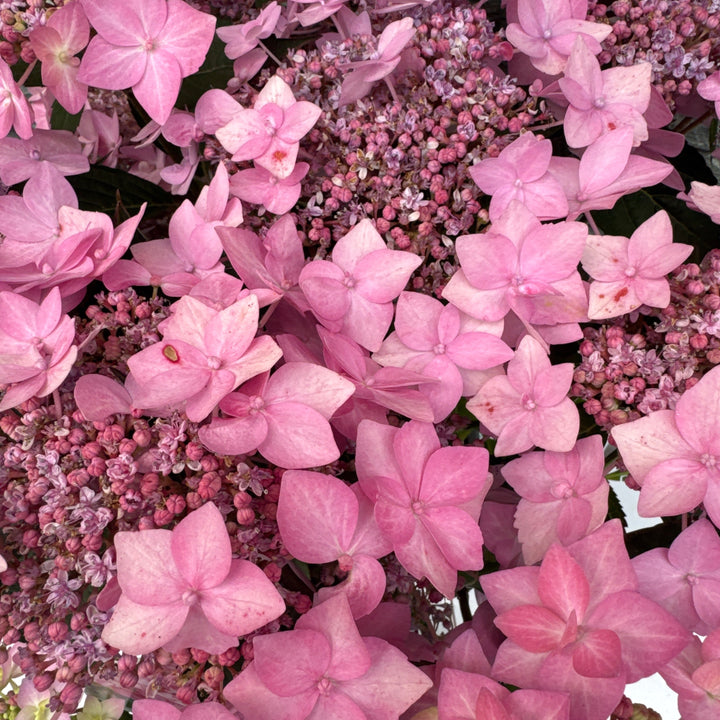 HYDRANGEA serr. Frozen Smoothie Pink