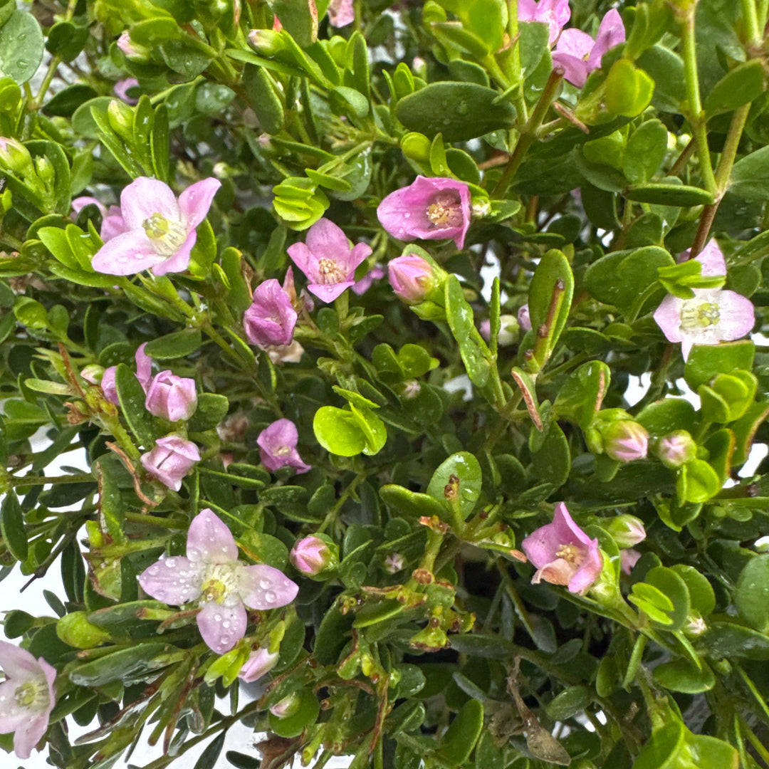 Boronia Crenulata 30Cm - Shrubs - Windyridge Garden Centre