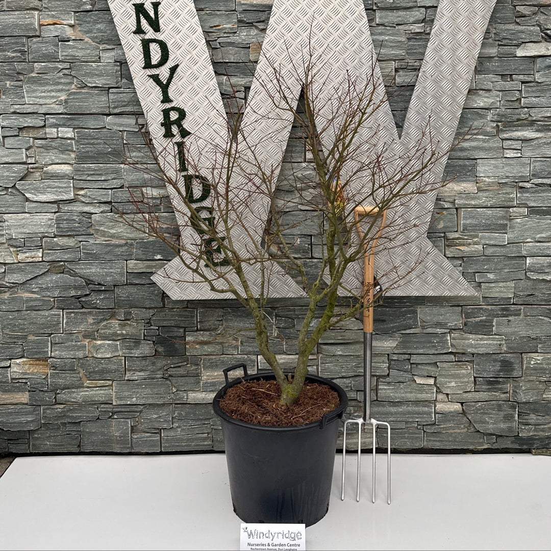 Acer Pal. Tsumagaki 100-125 Cm C 50L Specim. - Trees - Windyridge Garden Centre