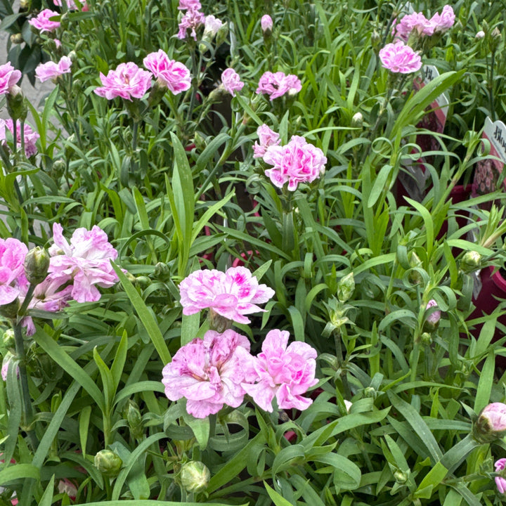 Dianthus Capitan Pink