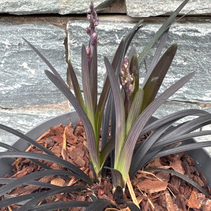 Ophiopogon plan. Niger  2 Ltr pot