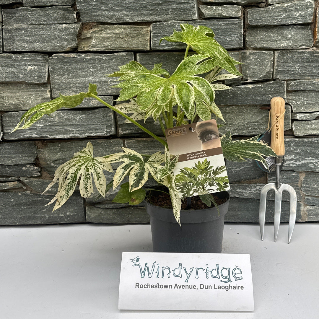 Fatsia Japonica 'Spider'S Web' 40-50 Cm C2 - Shrubs - Windyridge Garden Centre