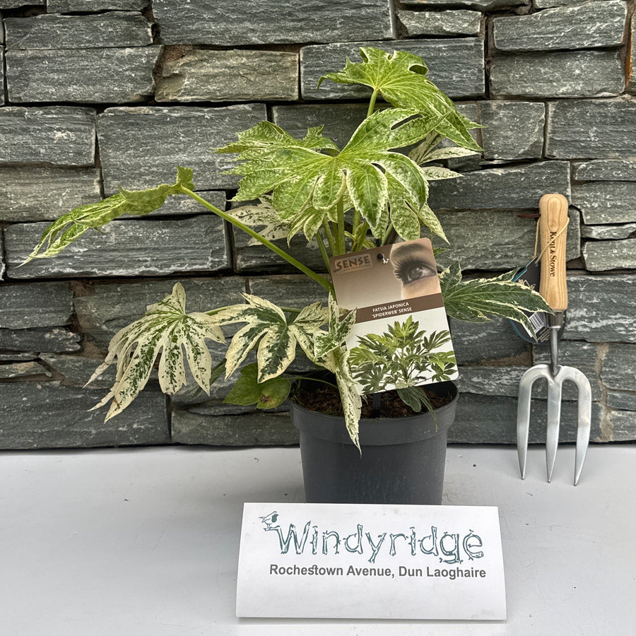 Fatsia Japonica 'Spider'S Web' 40-50 Cm C2 - Shrubs - Windyridge Garden Centre