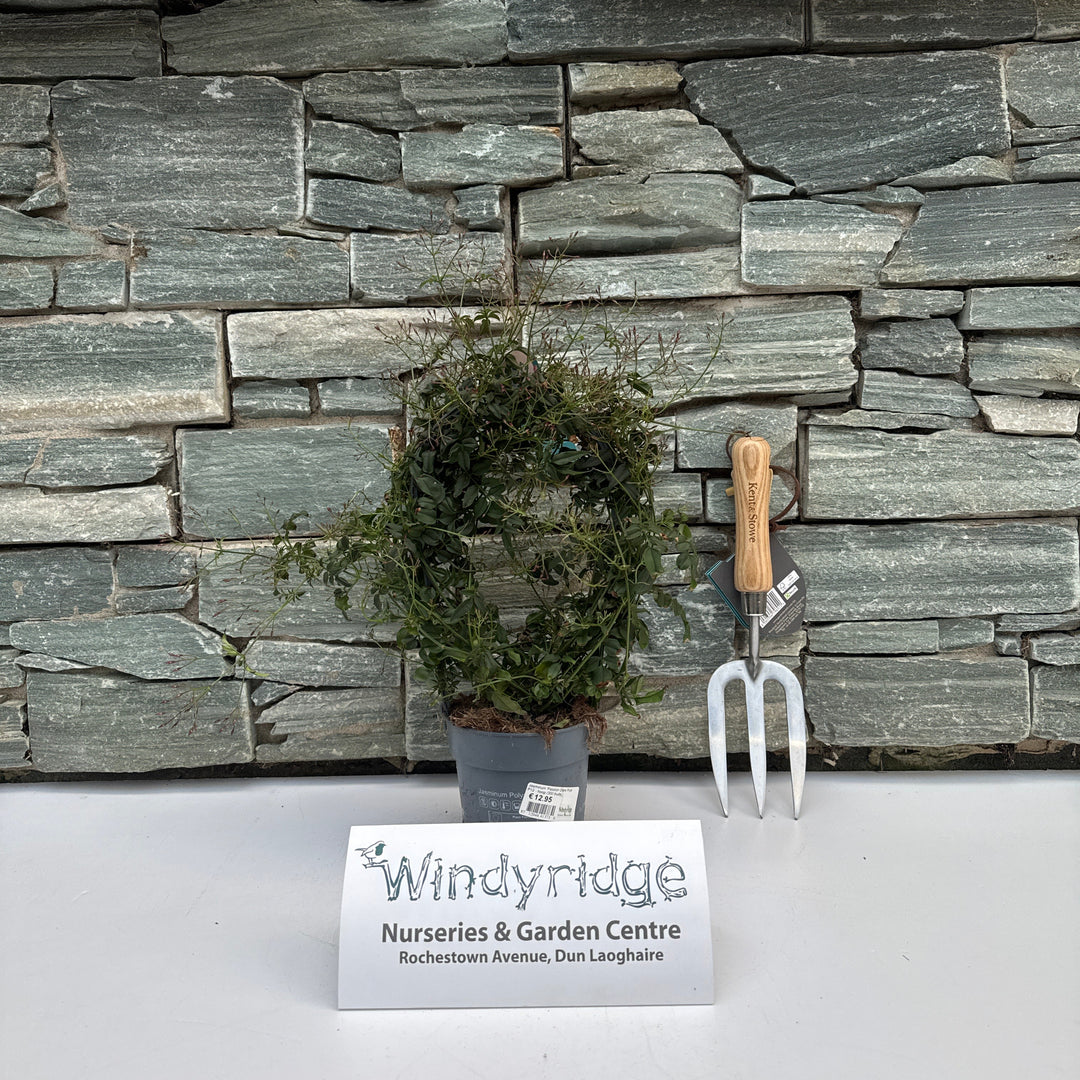 Jasminum Passion Dark Pink