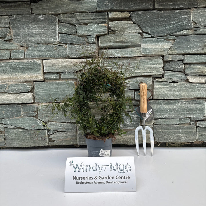 Jasminum Passion Dark Pink