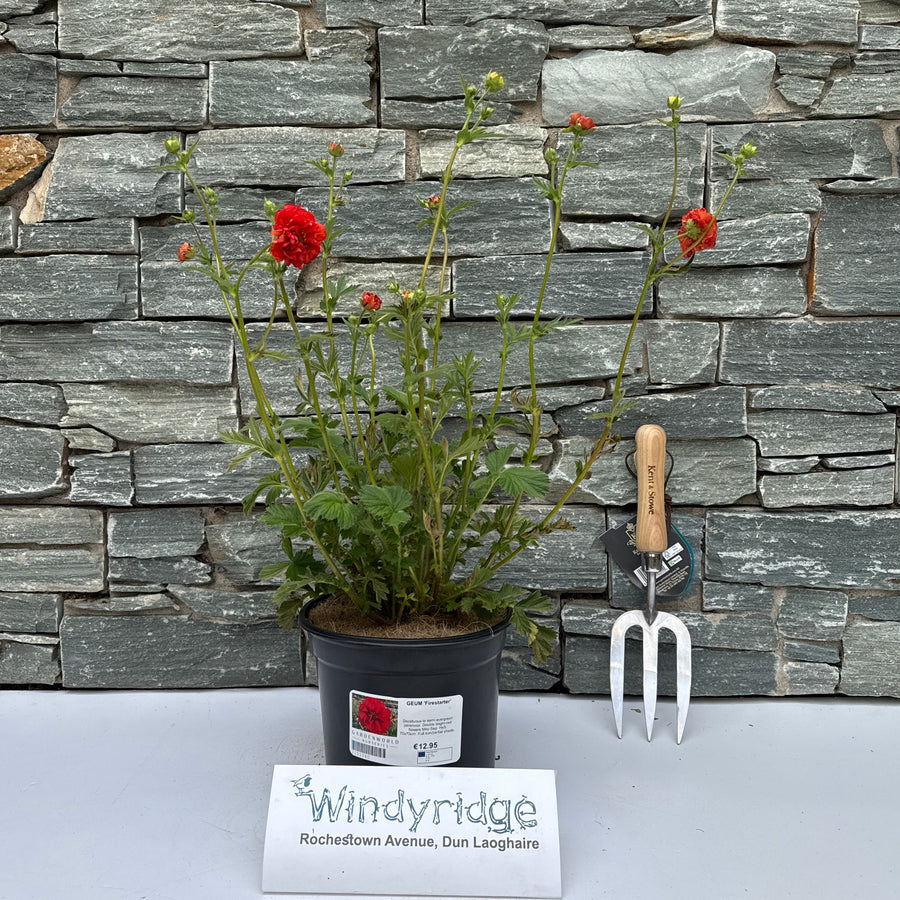 GEUM 'Firestarter' 3L - Herbaceous - Windyridge Garden Centre