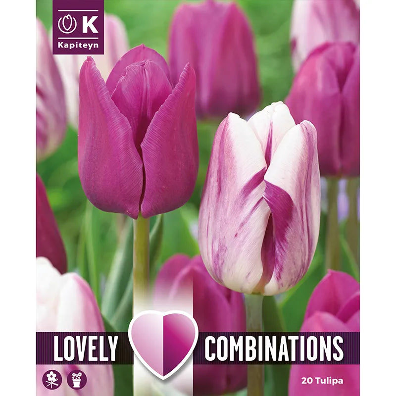 COMBI TULIPA DUOPACK PURPLE & WHITE 20 Bulbs