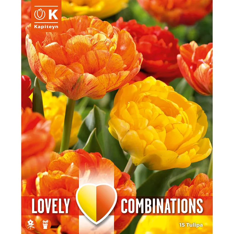 COMBI TULIPA DUOPACK YELLOW & ORANGE x 15