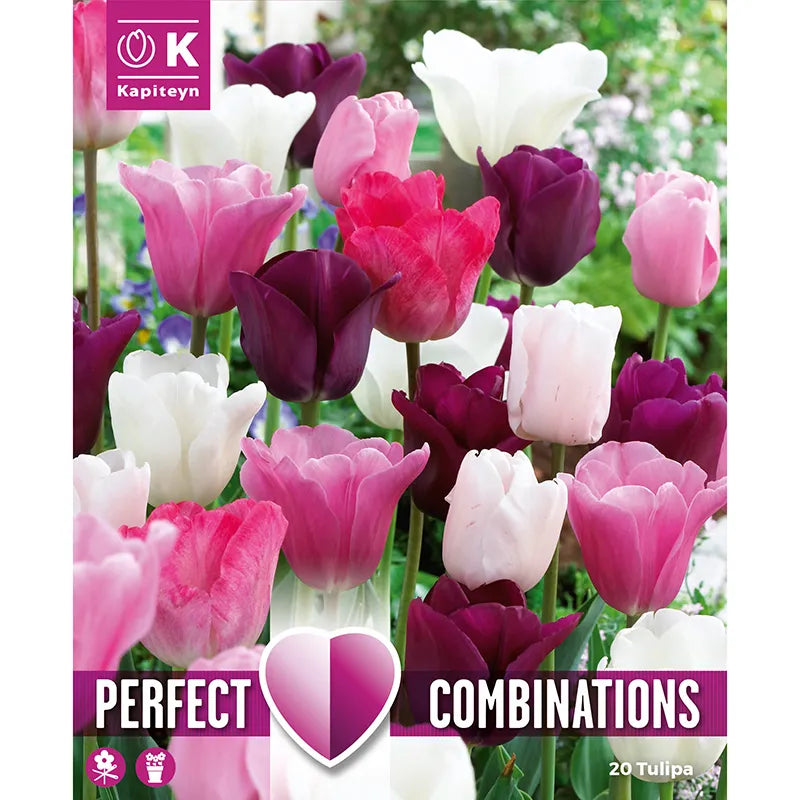 COMBI TULIP PINK,WHITE,PURPLE 20 Bulbs