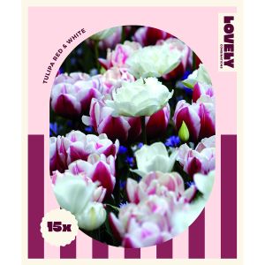 COMBI TULIPA RED & WHITE x 15