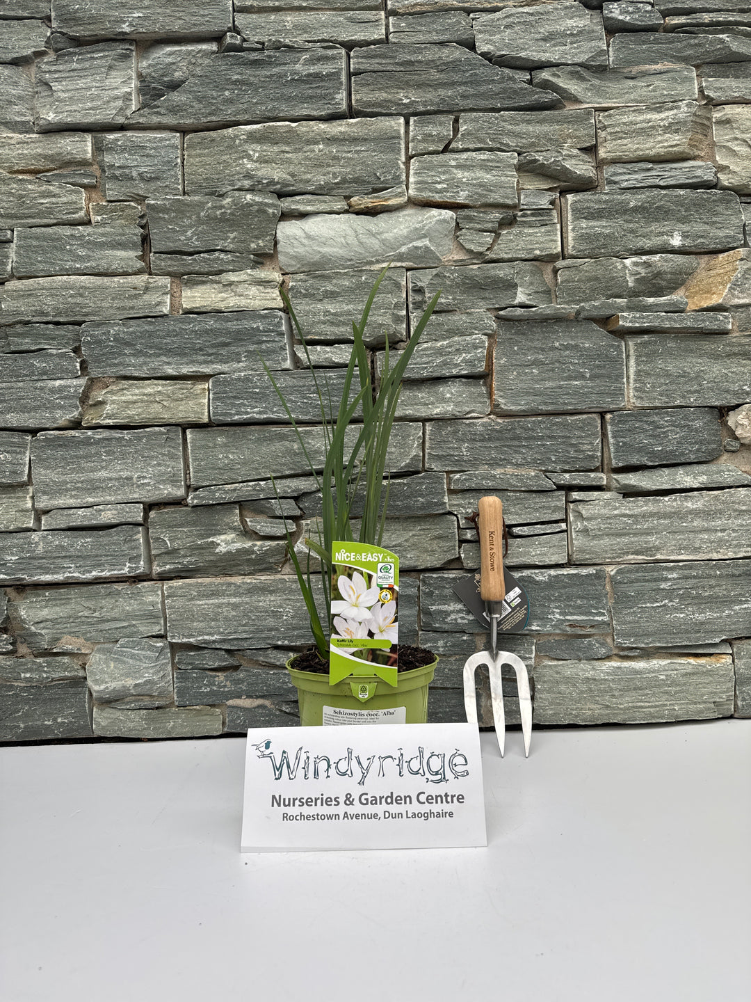 White Kaffir Lily Schizostylis Coccinea Alba (2Ltr Pot)