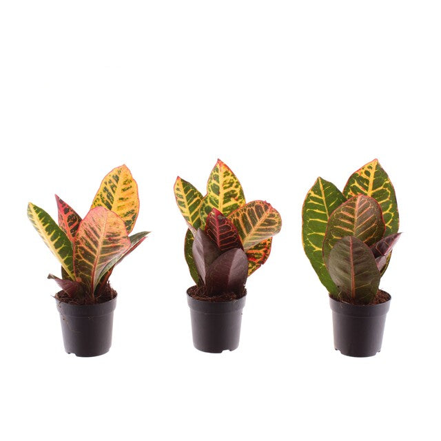 Codiaeum var. GR 'Petra' decorum - Indoor Plants - Windyridge Garden Centre