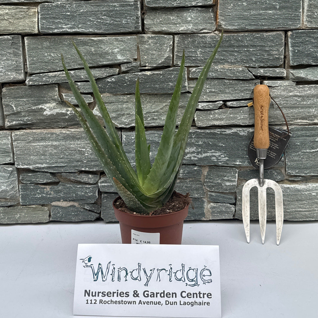 Aloe vera outdoor label