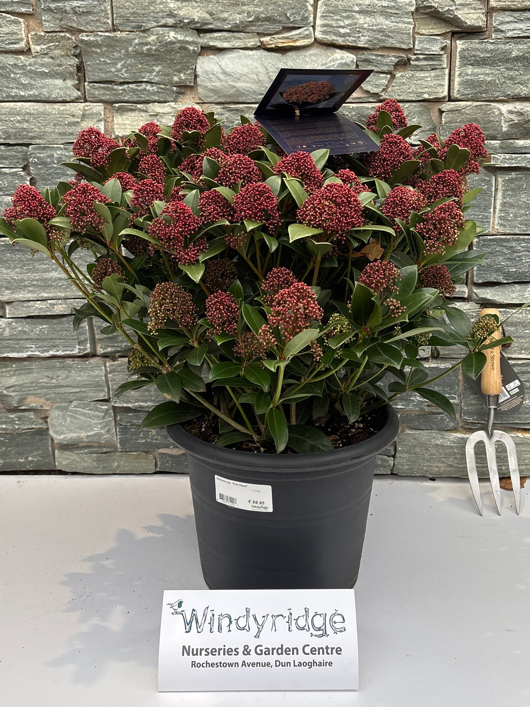 Skimmia jap. Pink Dwarf  12 Ltr pot