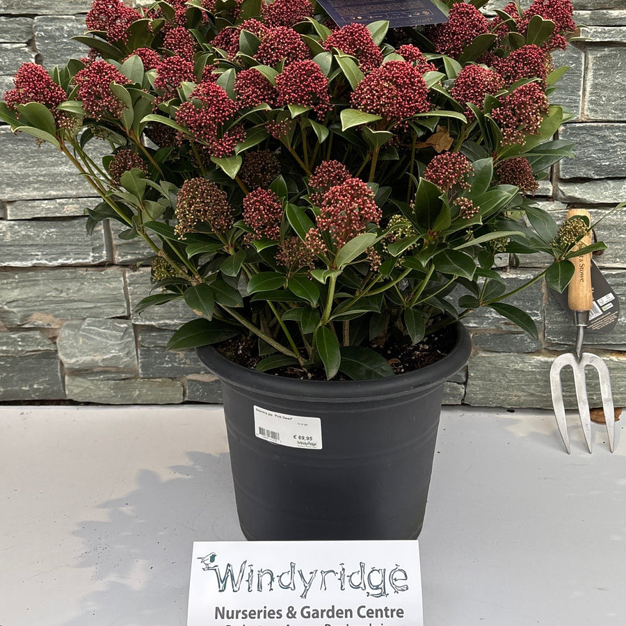 Skimmia Jap. Pink Dwarf  12 Ltr Pot - Shrubs - Windyridge Garden Centre