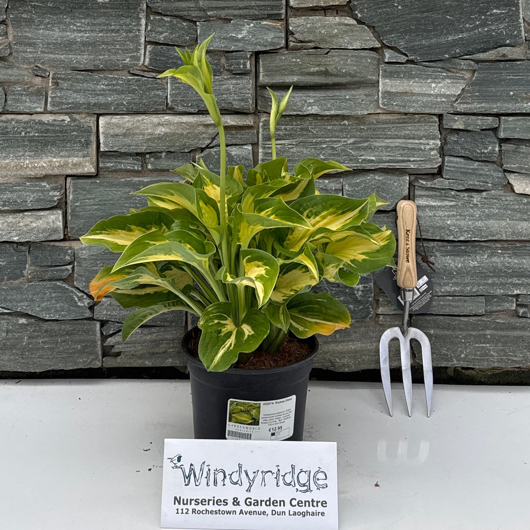 HOSTA 'Etched Glass'