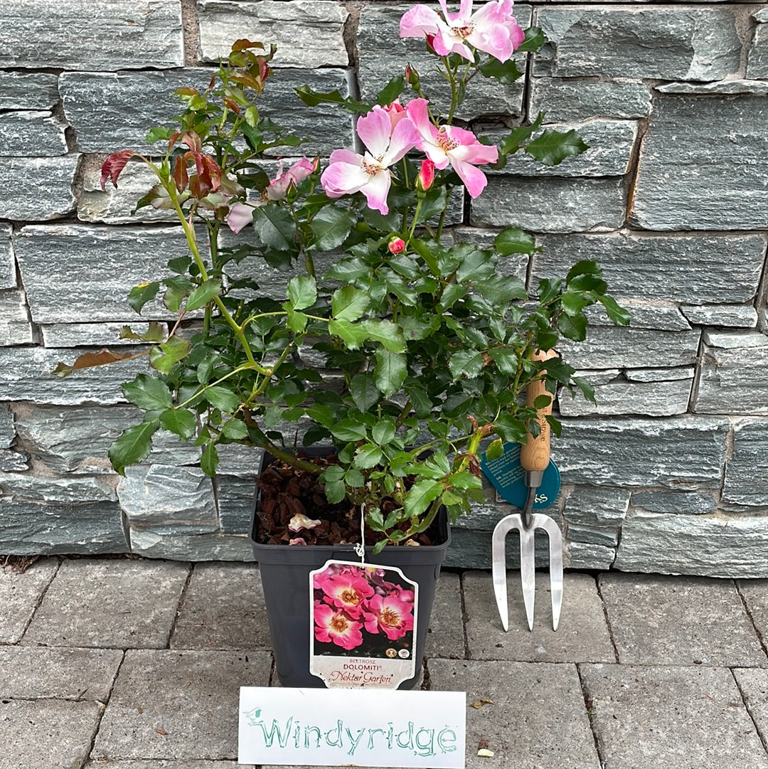 ROSA-Dolomiti-Floribunda-Potted