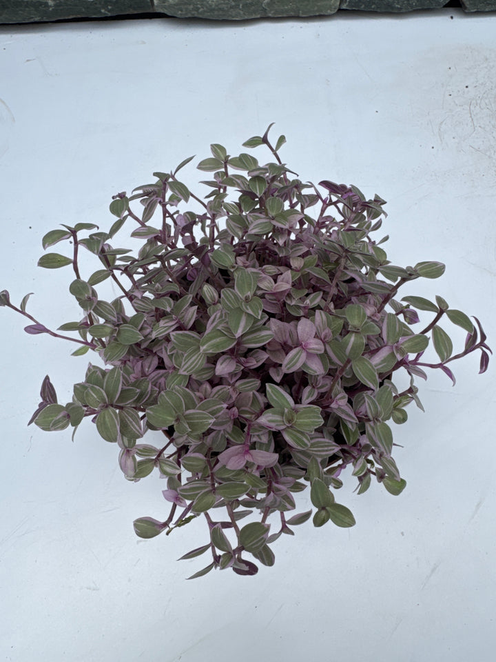 Callisia repens Rosato
