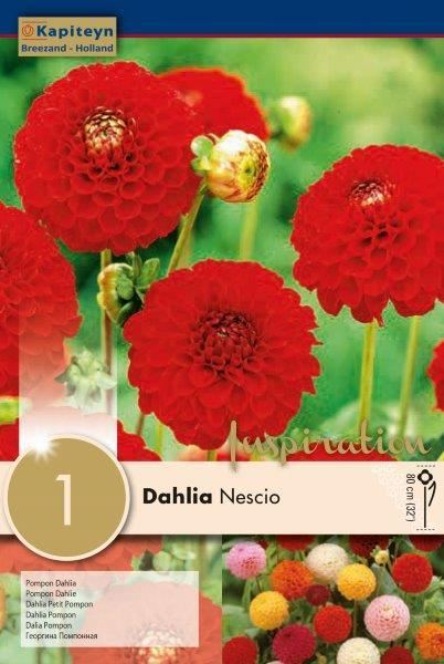 DAHLIA NESCIO