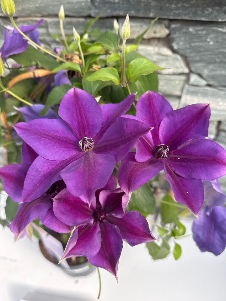 Clematis Garland Mix  P19 - Double Arch Cane - Climbers - Windyridge Garden Centre