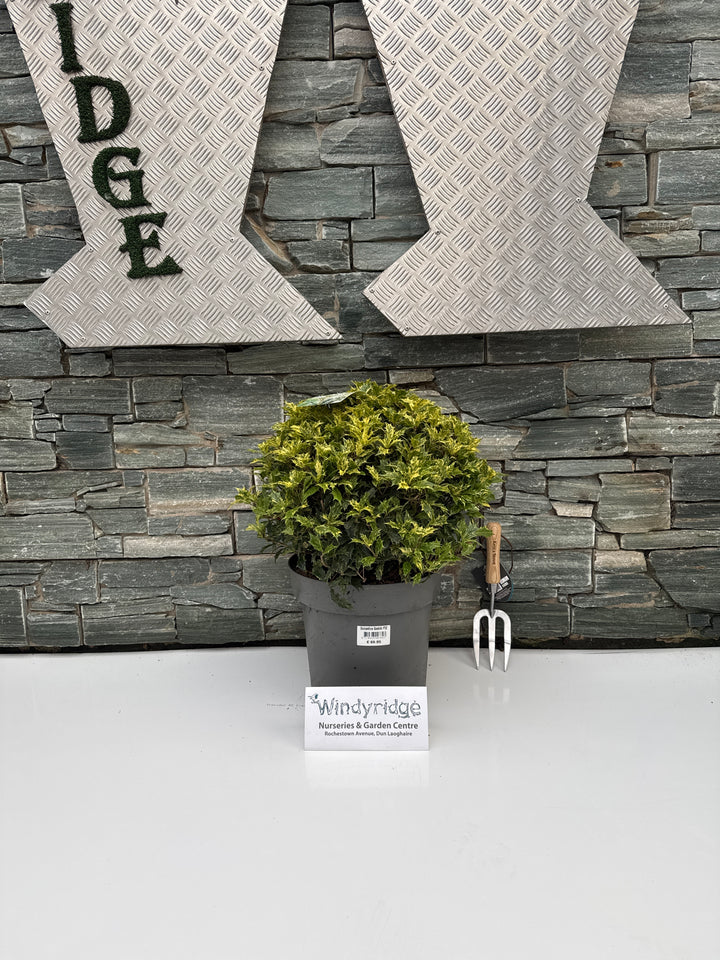 Osmanthus Goshiki P32 Ball 40/45cm