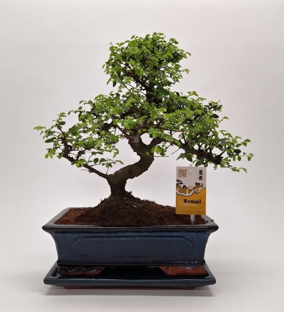 Zelkova - Bonsai 30 Cm Ceramic Pot - Indoor Plants - Windyridge Garden Centre