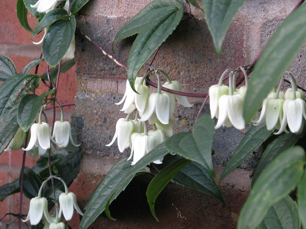 CLEMATIS-WINTER-BEAUTY-Flower-1