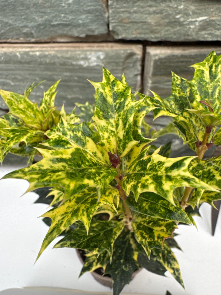 Osmanthus heter. Goshiki  P9