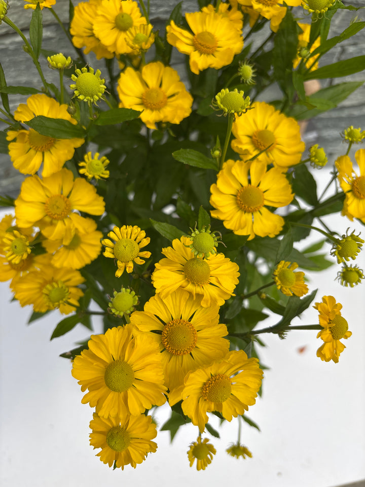 HELENIUM Lemon Sundae