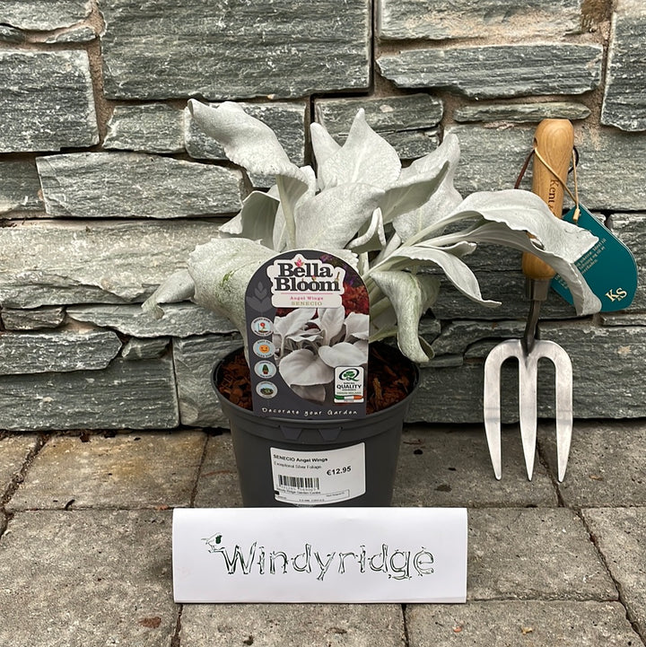 SENECIO Angel Wings