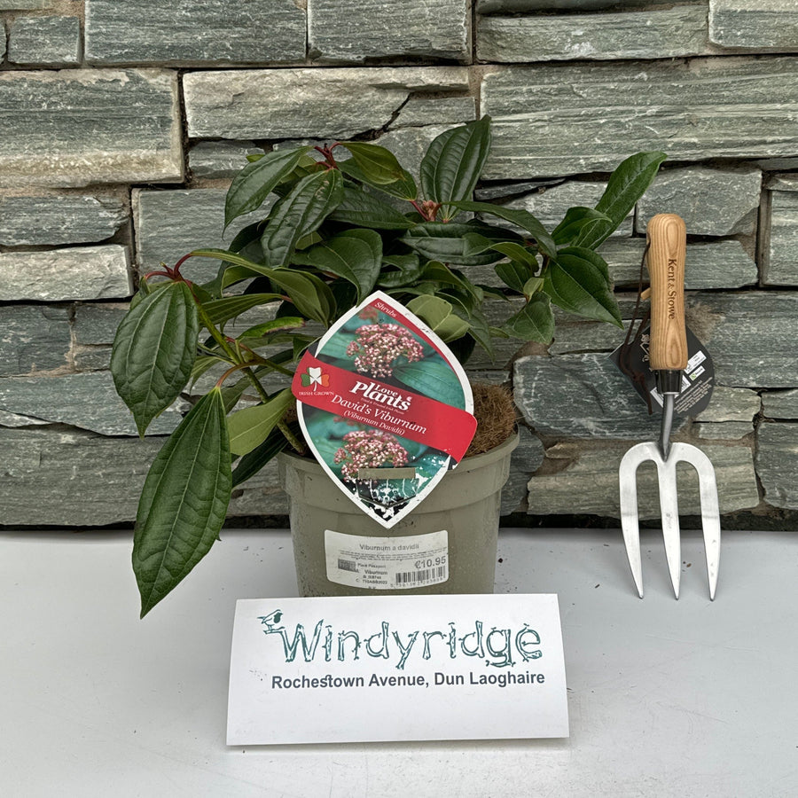 Viburnum Davidii - Shrubs - Windyridge Garden Centre