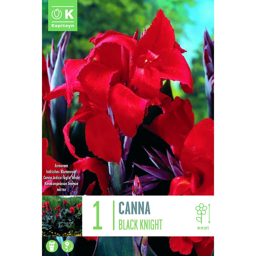 Canna Black Knight - Bulbs - Windyridge Garden Centre