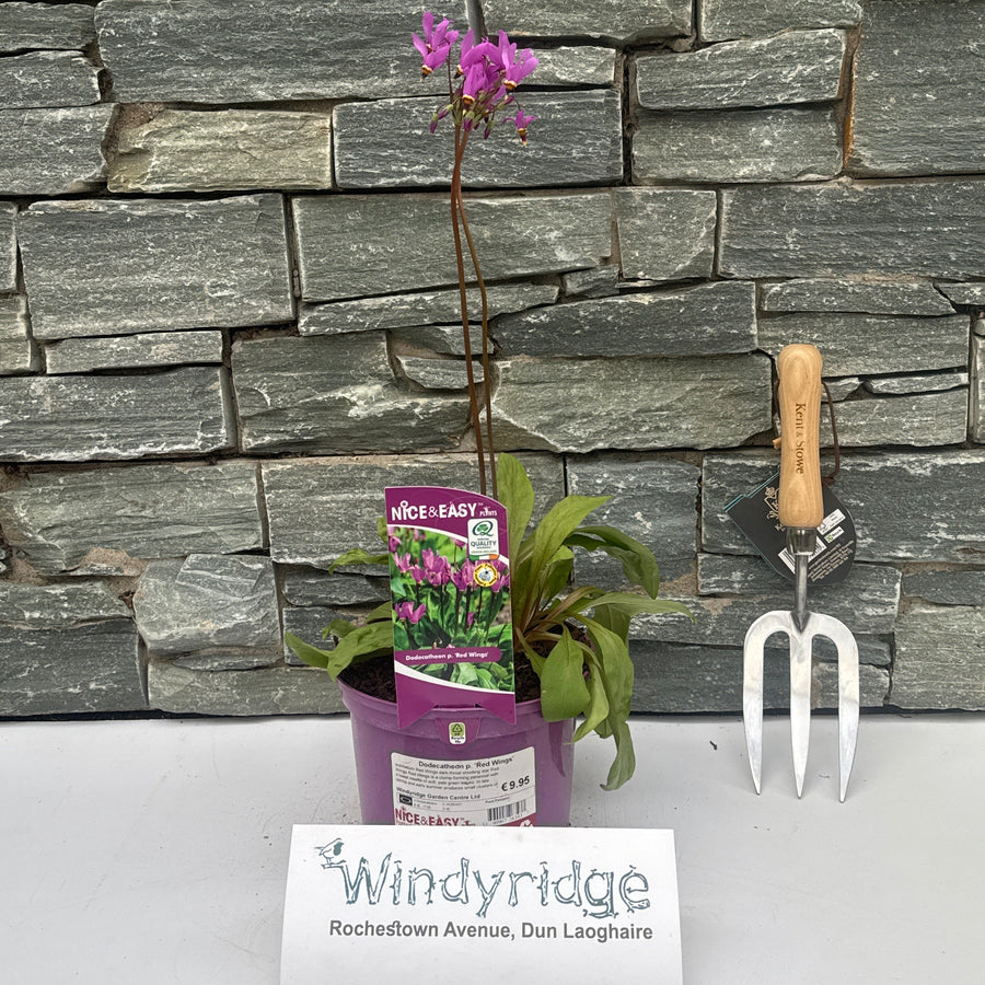 Dodecatheon P. 'Red Wings' - Herbaceous - Windyridge Garden Centre