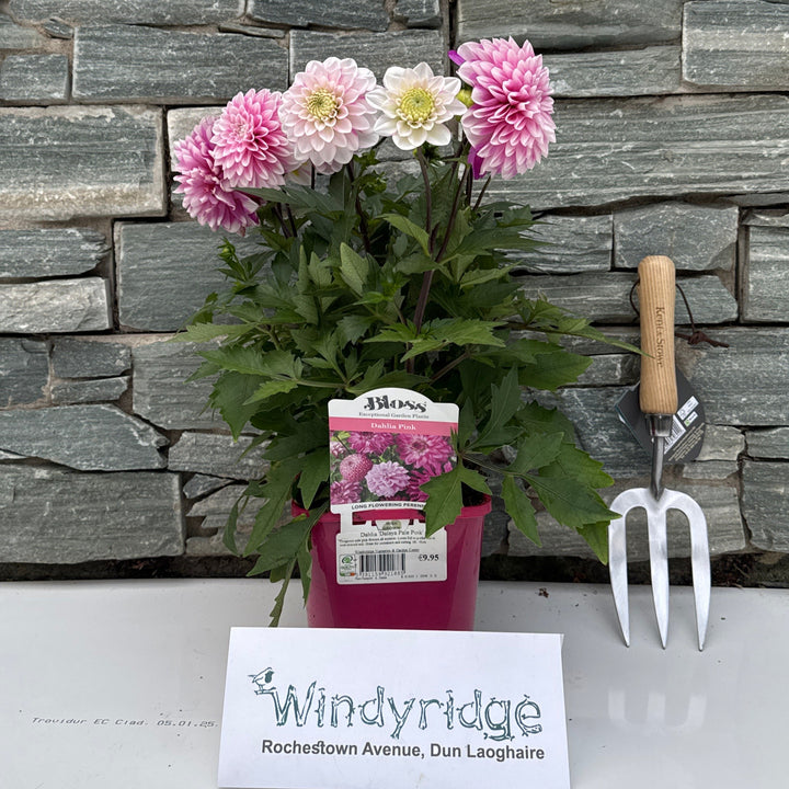 Dahlia Dalaya Pale Pink