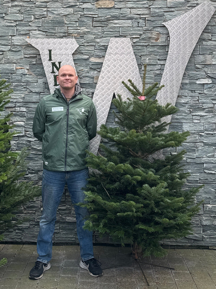 Real Christmas Tree Nordman Fir Pink Tag 5Ft - Christmas Trees - Windyridge Garden Centre
