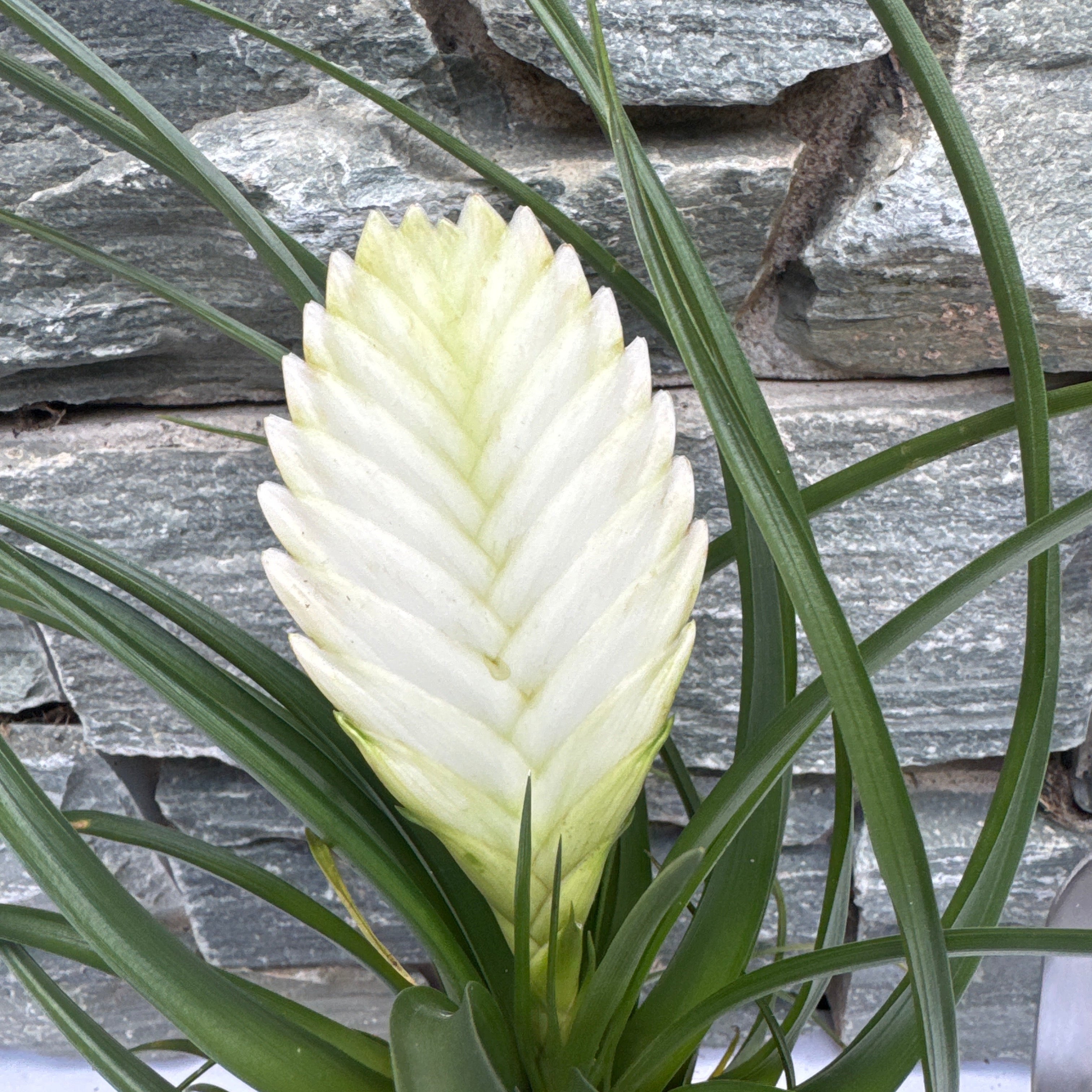 Tillandsia cyanea ‘White' T'S TROPICALS Tillandsia cyanea 'White' T'S TROPICALS Wallisia cyanea