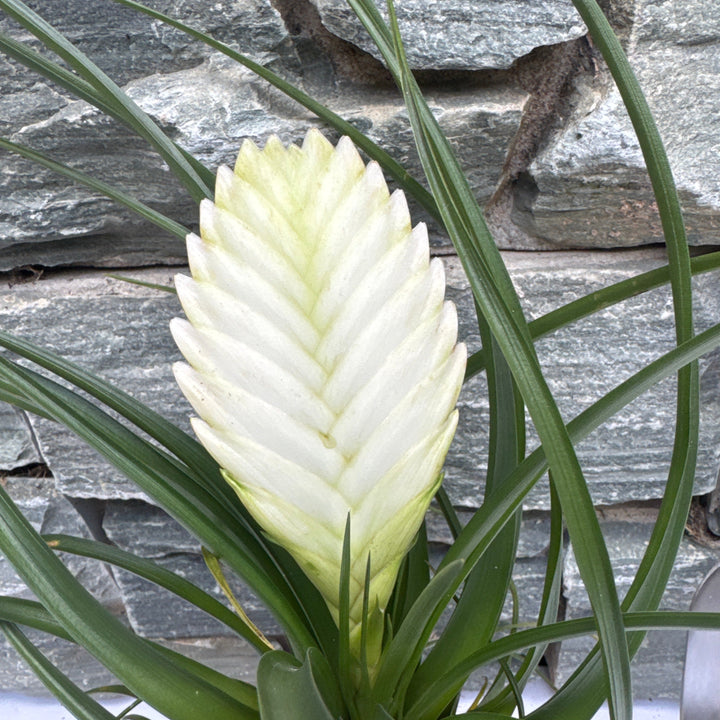 Tillandsia cyanea Biancini White