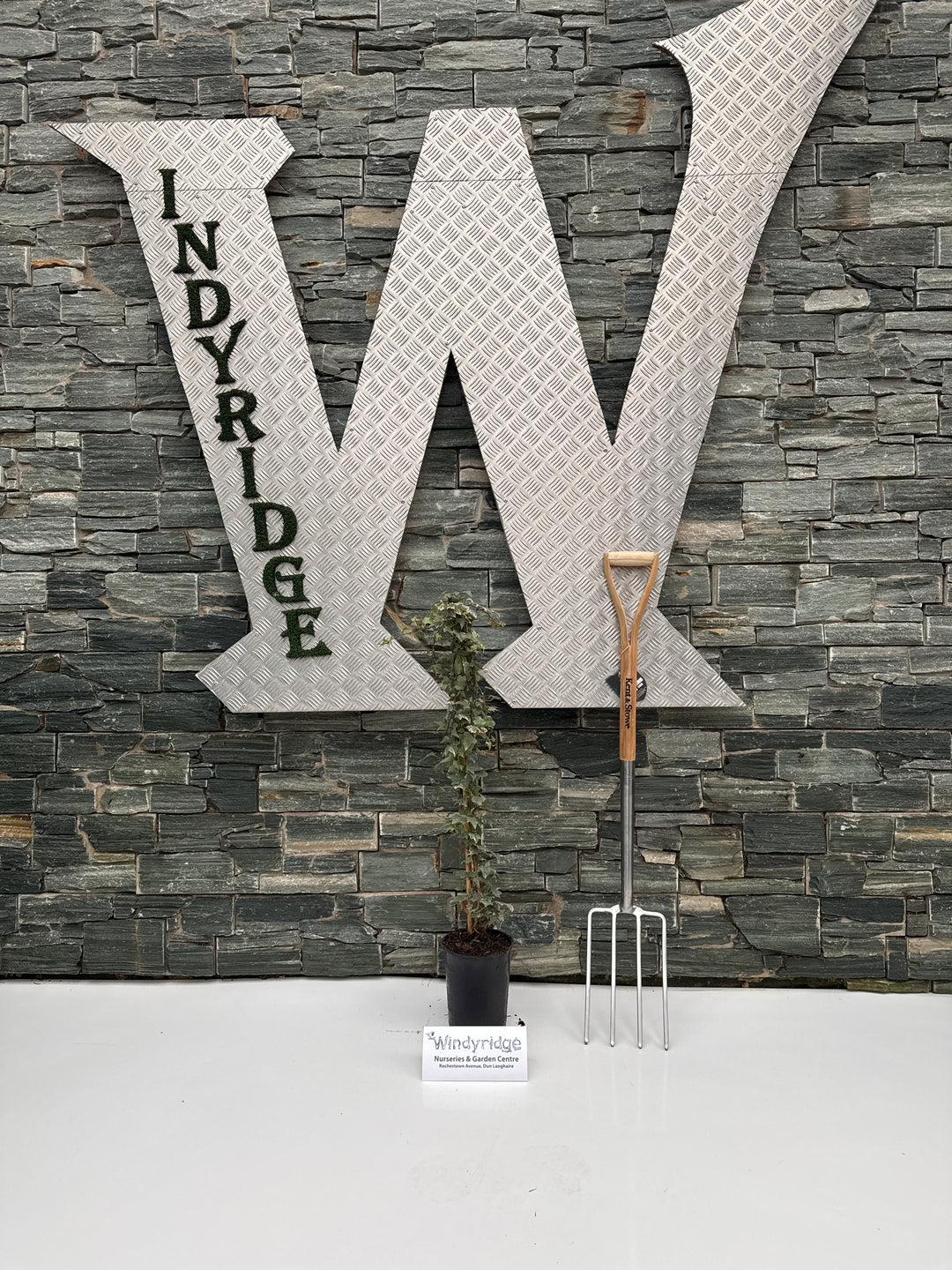 Hedera Kolibri 3ltr pots