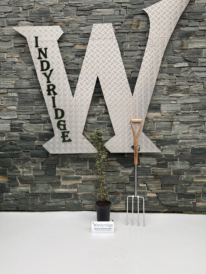 Hedera Kolibri 3ltr pots