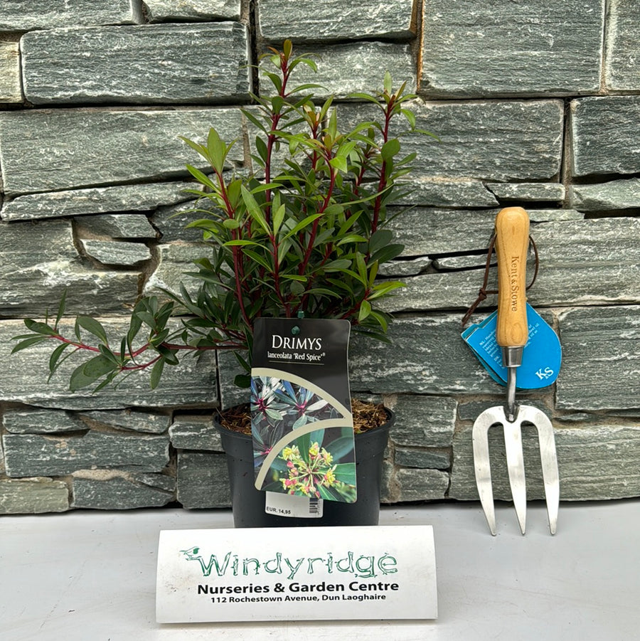 Drimys Lanceolata Red Spice - Shrubs - Windyridge Garden Centre