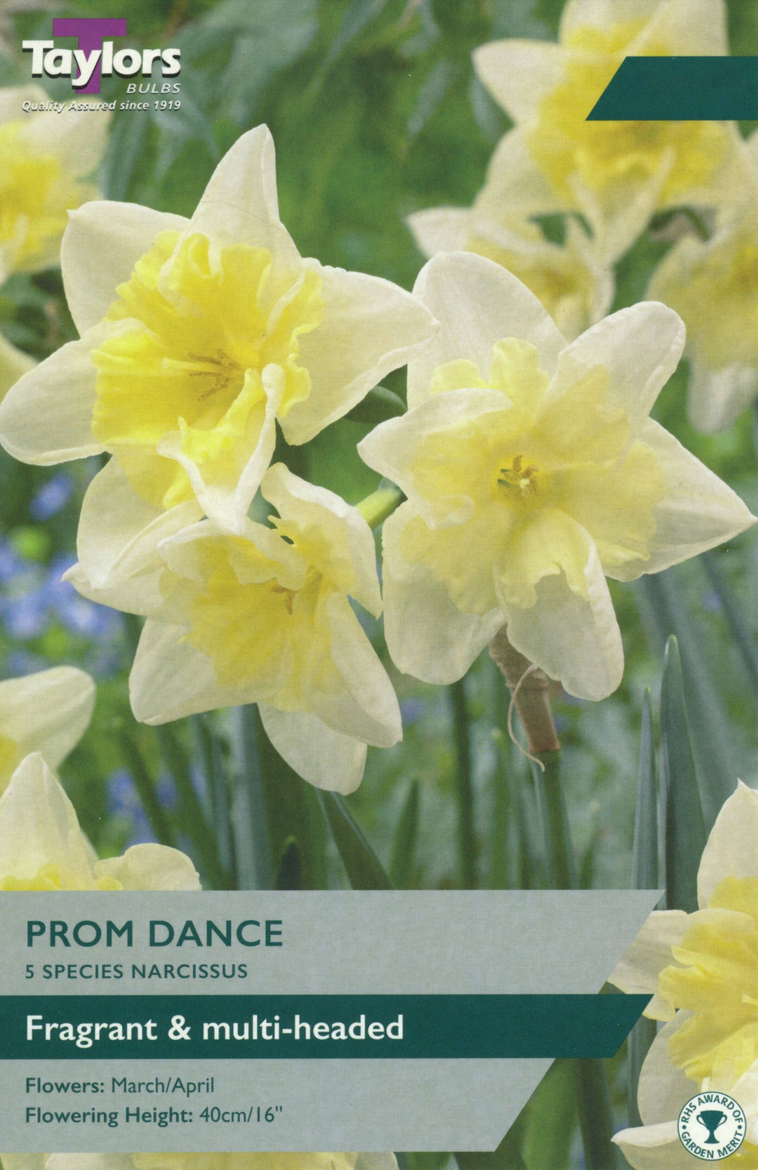 NARCISSUS PROM DANCE 5